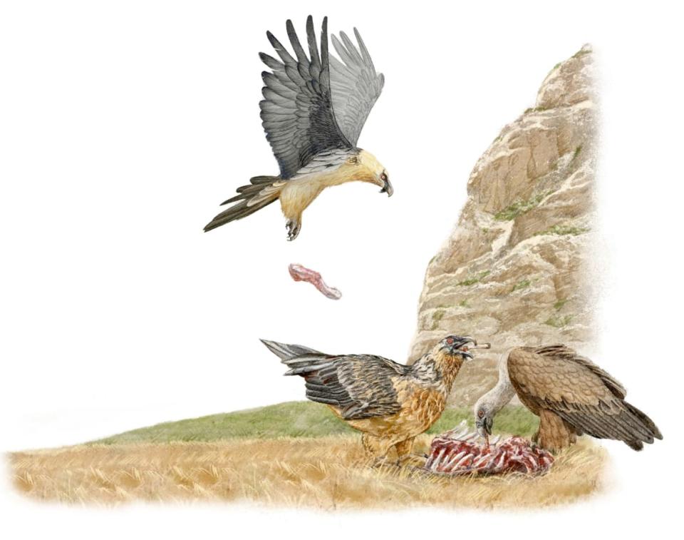 <div class="inline-image__title">Bearded Vulture</div> <div class="inline-image__credit">Illustration by Ryuto Miyake</div>