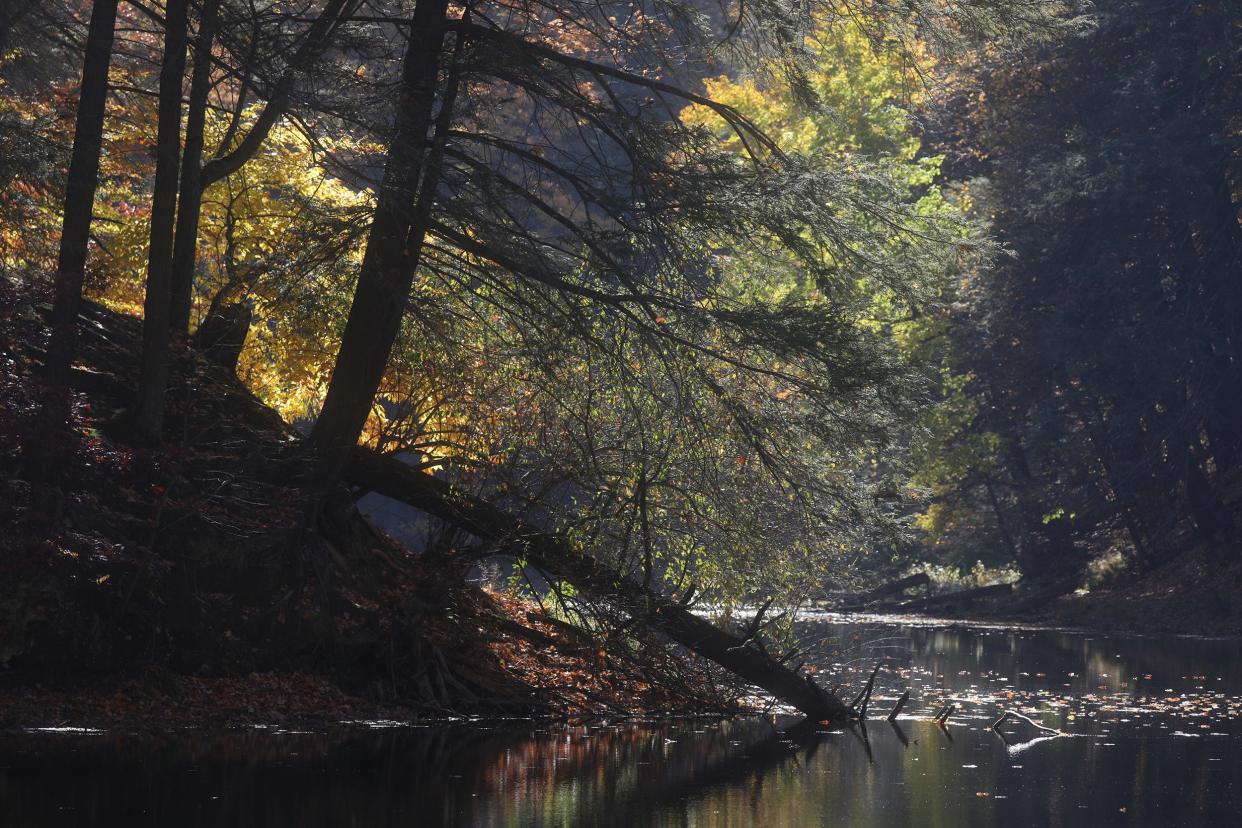 Morning light illuminates the yellow leaves at Durand Lake in Rochester on Oct. 24, 2022.