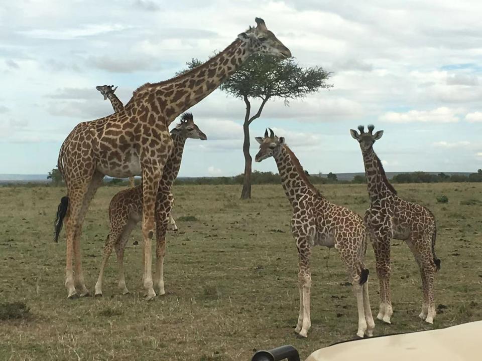 ▲喜歡動物的陳漢典在肯亞感受到當地的壯觀景象。