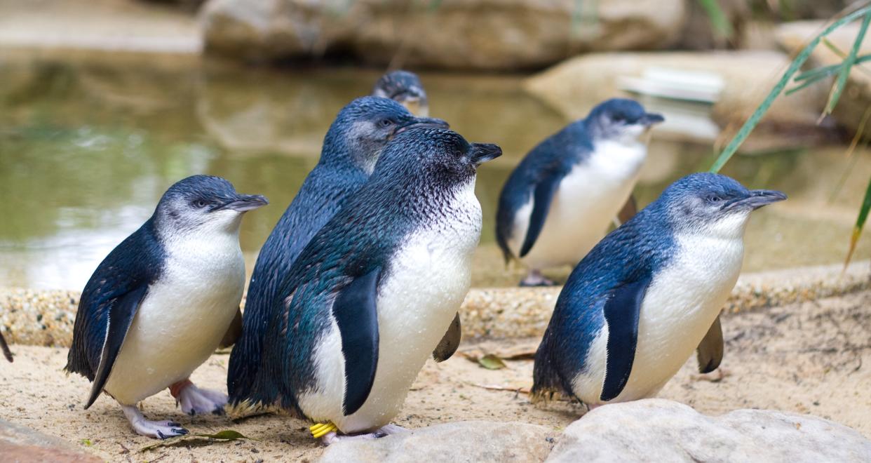 The Fairy penguin (aka Little penguin) is the smallest species of penguin (Getty)