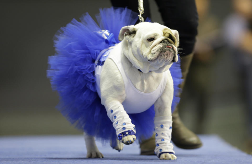 Diva, owned by Danielle Holmes, of Ames, Iowa, walks across stage during the 34th annual Drake Relays Beautiful Bulldog Contest, Monday, April 22, 2013, in Des Moines, Iowa. The pageant kicks off the Drake Relays festivities at Drake University where a bulldog is the mascot. (AP Photo/Charlie Neibergall)