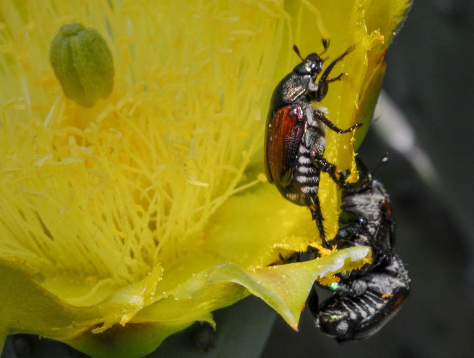 A June bug sits on the flower of a spineless prickly pear cactus at the South Carolina Botanical Garden at Clemson University on June 11, 2019..