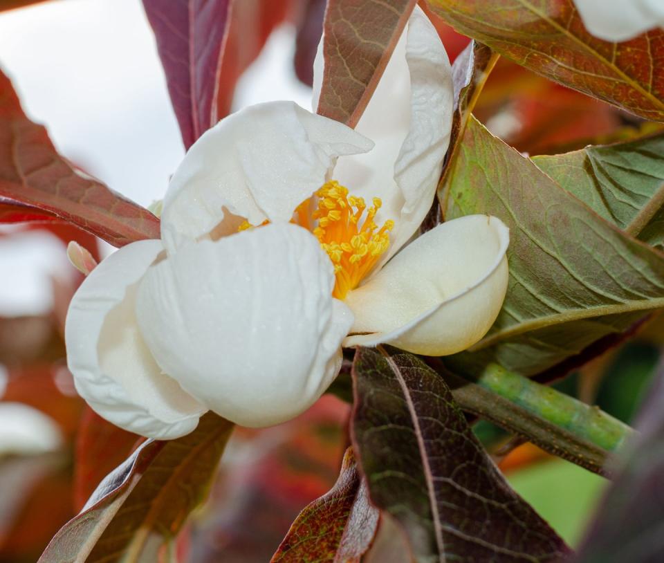 franklinia alatamaha blooming in botany in poland, europe close up, selective focus