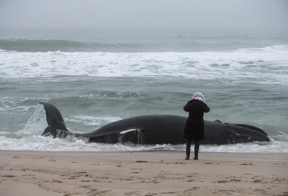 First responders remove an approximately 30ft juvenile humpback whale that died at sea and washed up on the L Street beach.Seaside Park, NJThursday, March 2, 2023