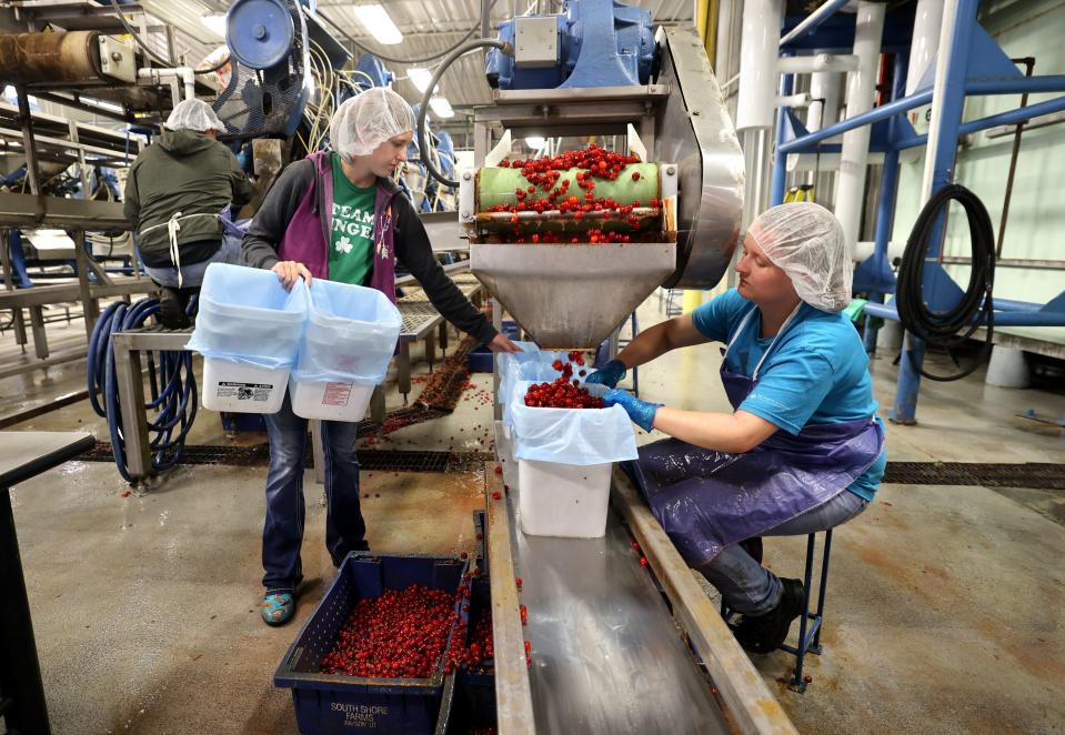 Aleta Lundell and Katherine Roberts fill buckets with cherries at the McMullin Orchards processing plant in Payson on Thursday, July 27, 2023. | Kristin Murphy, Deseret News