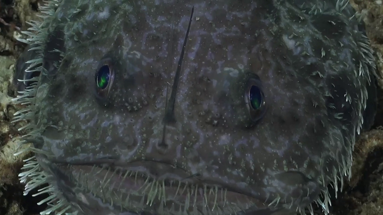  Close up image of a goosefishes round face, pointed lure, marble eyes and speckled skin. 