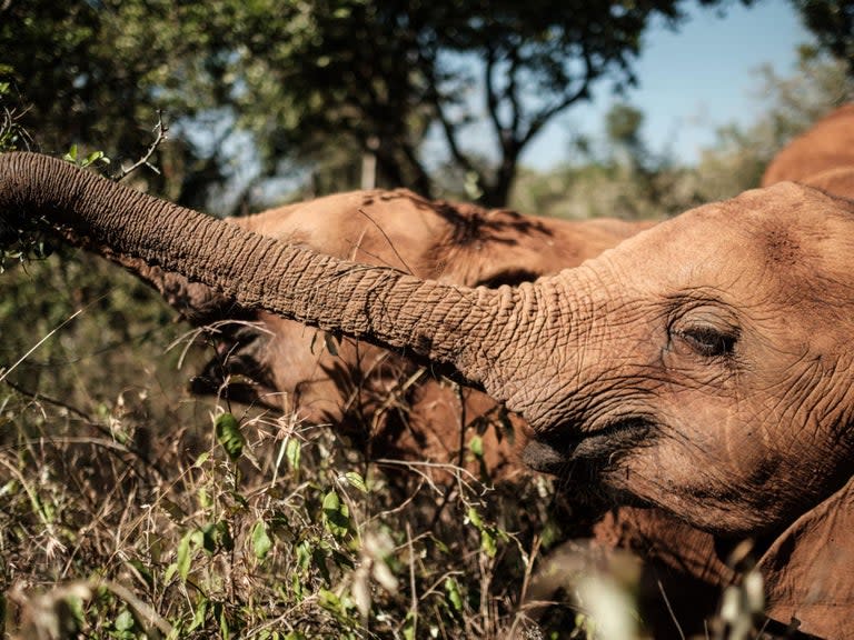 Wiping out all of Africa’s elephants could accelerate Earth’s climate crisis by allowing 7 per cent more damaging greenhouse gases into the atmosphere, scientists say.But conserving forest elephants may reverse the trend, providing a service worth $43bn (£34.3bn) in storing carbon, the academics found.The research, published in Nature Geoscience, shows that the presence of the animals leads to higher numbers of large trees that better capture greenhouse gas, but without elephants, smaller trees less able to absorb carbon thrive.The extinction of forest elephants could lead to a 7 per cent drop in “aboveground biomass” – the weight of trees including branches and foliage – in western and central African rainforests.This would mean an extra 3 billion tonnes of harmful carbon entering the atmosphere, Fabio Berzaghi, the lead researcher, told The Independent.Large herbivores are known to be vital in spreading seeds, but until now ways in which elephants affect rainforests have been something of a mystery.But the study found that while grazing in the Congo and elsewhere, the animals clear away smaller vegetation, which over time leads to fewer but larger hard-wood trees, which live longer and lock away more carbon than soft-wood ones.Earlier this month, Swiss scientists reported that planting billions of acres of trees in an area the size of the US could be the “most effective solution to climate change to date”.Using model simulations, the scientists from the Laboratory of Climate and Environment Sciences in France said one animal for every square km increases forest biomass by 60 tonnes per hectare (0.01 square kilometres).Mr Berzaghi and his colleagues found that when elephants thin out forests, eating those that are less than 30cm wide, there is less competition among the vegetation for light, water and space, which allows fewer and larger trees – and with a higher wood density – to emerge, increasing amounts of carbon stored.The total leaf area – or canopy cover – was about 70 per cent more in areas with elephants than those without, so only about half the natural light reached the ground, inhibiting growth of small trees.The research suggests elephants have an important role in shaping the structure of African forests.“We speculate that the presence of forest elephants may have shaped the structure of Africa’s rainforests, which probably plays an important role in differentiating them from Amazonian rainforests,” the paper said.The projected drop of about 7 per cent of carbon stocks “is more than the estimated loss in tropical America and Africa due to the disappearance of large-seeded trees and their dispersers".The report added: “Elephant conservation may reverse this trend, which would represent a carbon storage service of US$43bn at a conservative carbon stock price.“The value of the ecosystem services provided by the forest elephant and other megaherbivores should be reassessed in relation to carbon storage policy, forest management and conservation.”