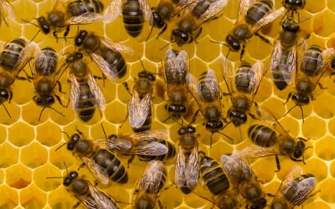 Nine in 10 exposed honeybees were wiped out by a common bug, compared to just 50 per cent of the non-exposed bees  - Credit: Redmond Durrell / Alamy 