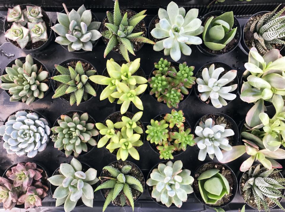 Here's What You Should Plant Next, According to Instagram's Most Popular Gardeners