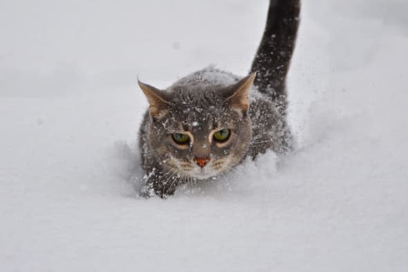 A determined cat, walking through deep snow.