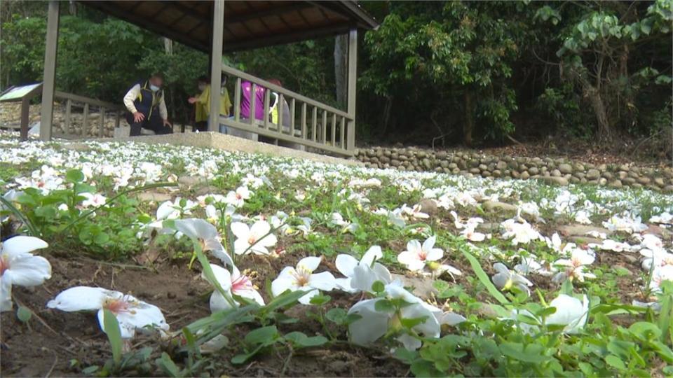 「賞花趣」敬請把握4月底前花期！　彰化桐花祭熱鬧開幕