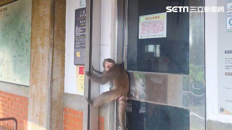 今日上午小油坑遊客服務站遭獼猴包圍，緊急宣布延後開放，直至中午12時警報才解除。（圖／翻攝畫面）