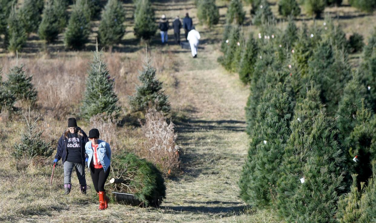 Donna Darrah of East Canton, left, and Jessi Darrah of Hanoverton haul a fresh cut tree Nov. 25 at Moore's Christmas Tree Farm in Hartville.