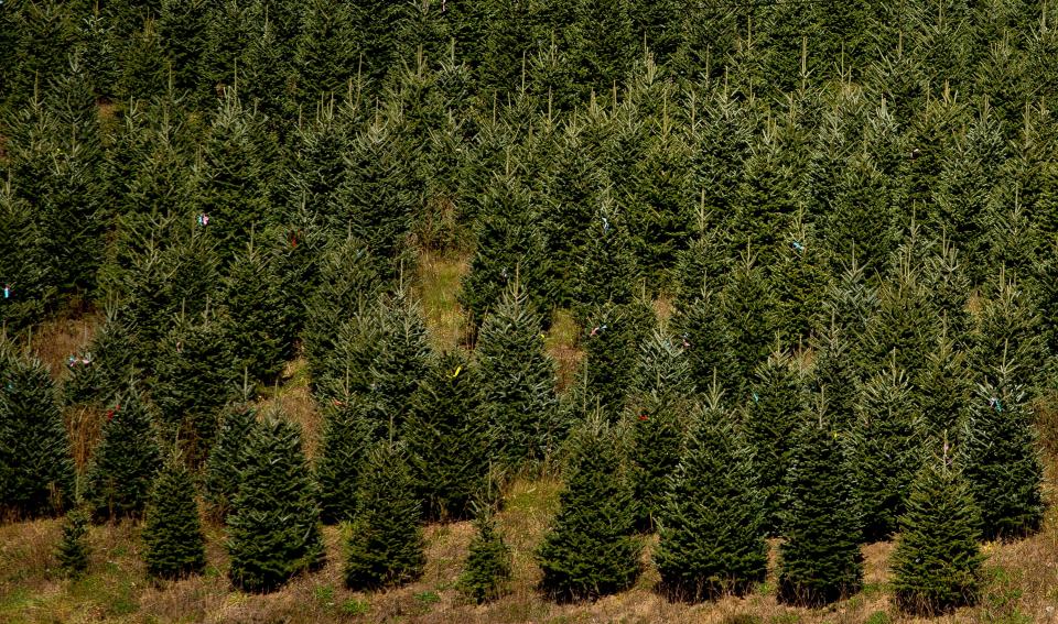 fraser fir christmas trees