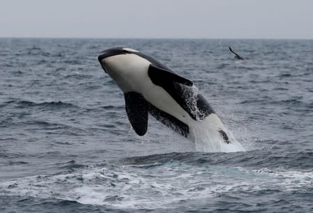 A killer whale jumps out of water in the sea near Rausu