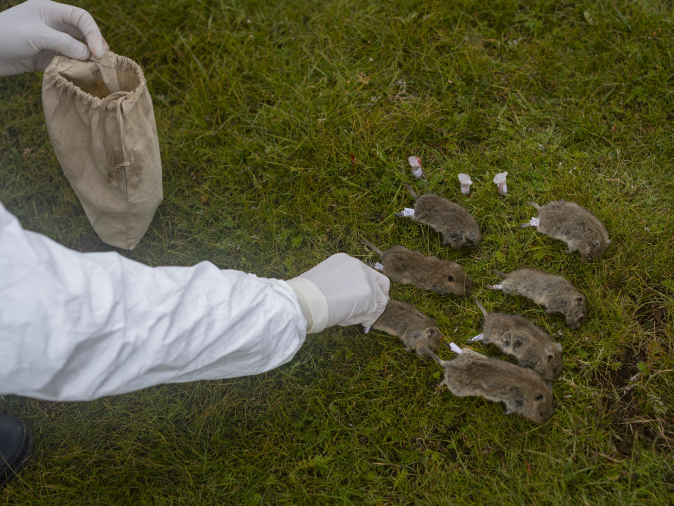 GARZE, CHINA - AUGUST 27: A staff member from a local disease control center labels rats before testing for plague at Serxu County on August 27, 2019 in Garze Tibetan Autonomous Prefecture, Sichuan Province of China. Serxu County, in China's Sichuan province, is the resource of Qinghai vole plague. Every year, local disease control center catch rats and test for plague from early May to late September to do the prevention work. (Photo by Pan Songgang/VCG via Getty Images)