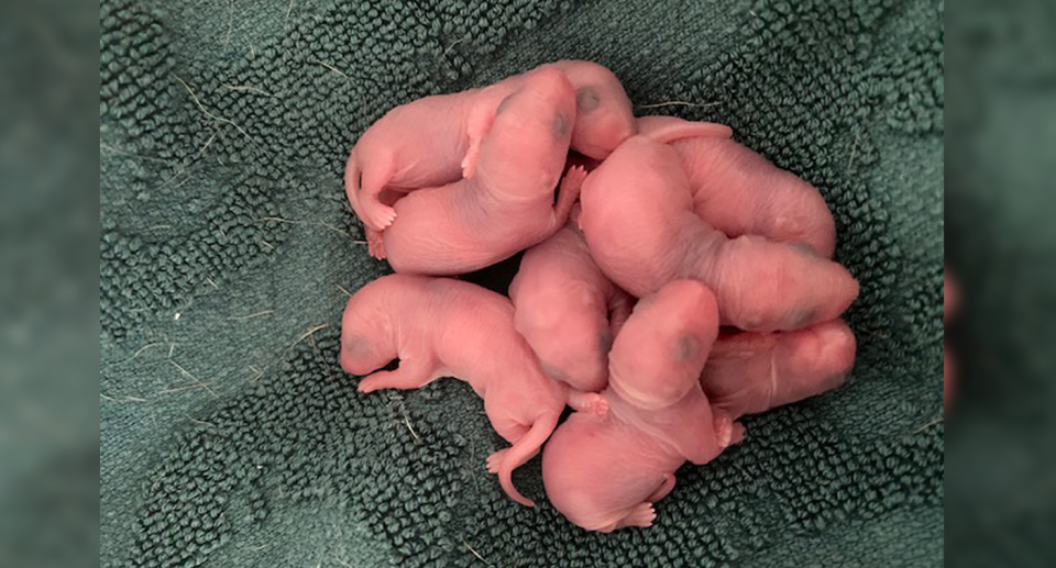 The interesting find in her undies drawer consisted of eight pink animal babies huddled around one another. 