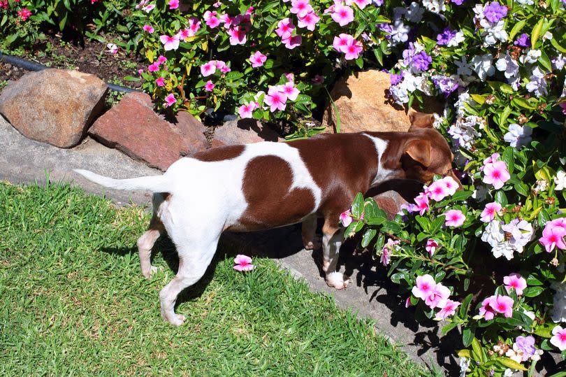 There are some summer flowers that you should ensure you keep your dog away from