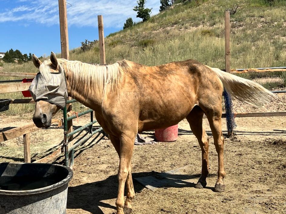 Horse named Sushi rescued from McDaniel's property, Courtesy Pueblo Animal Law Enforcement