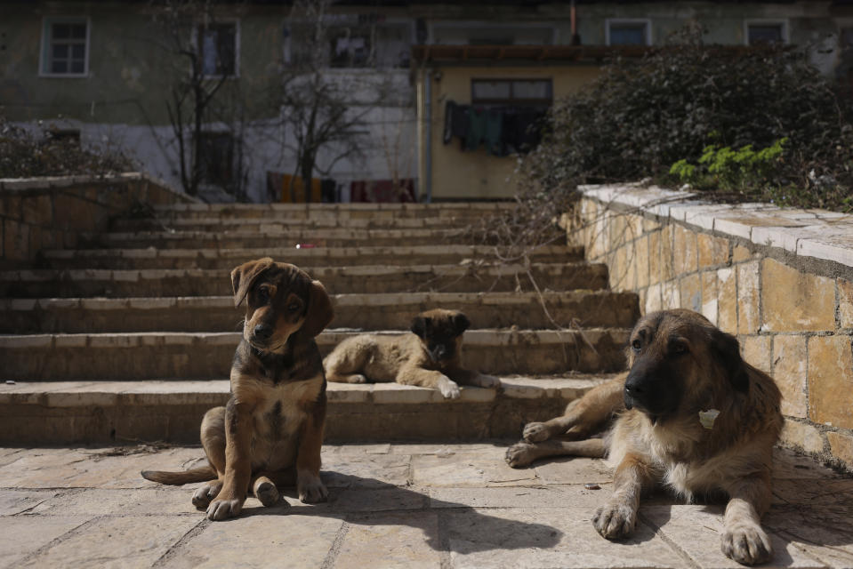 Stray dogs rest on the city stairs in Bajram Curri town, 240 kilometers (150 miles) northern of Tirana, Albania, Tuesday, March 14, 2023. Thousands of young Albanians have crossed the English Channel in recent years to seek a new life in the U.K. Their dangerous journey in small boats or inflatable dinghies reflects Albania's anemic economy and a younger generation’s longing for fresh opportunities. (AP Photo/Franc Zhurda)