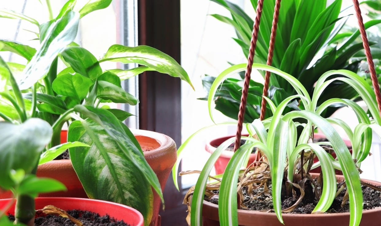  Aspidistra and spider plant in pots. 