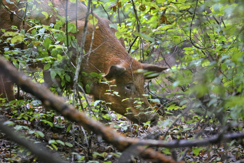 A hog wanders in Lithonia, Ga., in 2013. Eight years into a U.S. program to control damage from feral pigs, the invasive animals are still a multibillion-dollar plague on farmers, wildlife and the environment. (John Spink/Atlanta Journal-Constitution via AP)