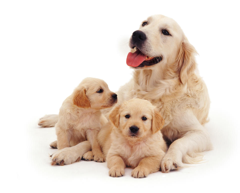 <p>Golden retriever bitch Bella with pups, 6 weeks old. (Warren Photographic/Mercury Press) </p>