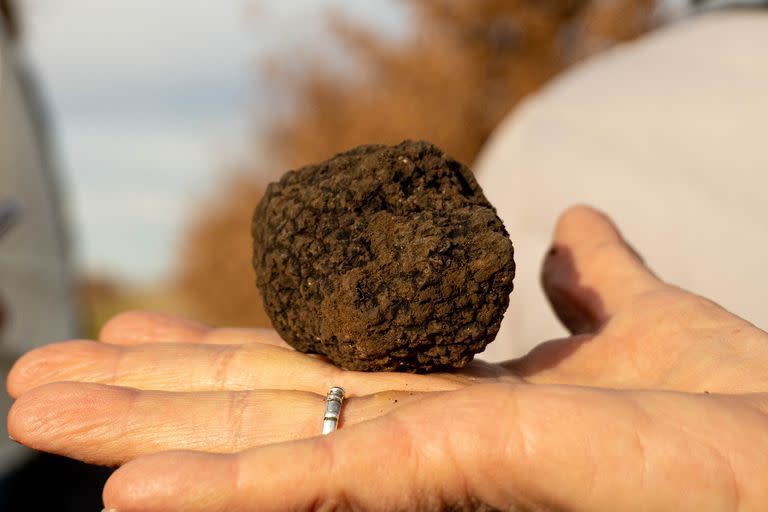 El kilo de trufas, que crece bajo tierra, tiene un costo de US$2000