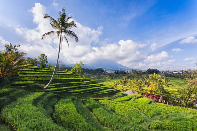 <p>Benjeev Rendhava/Getty Images</p>