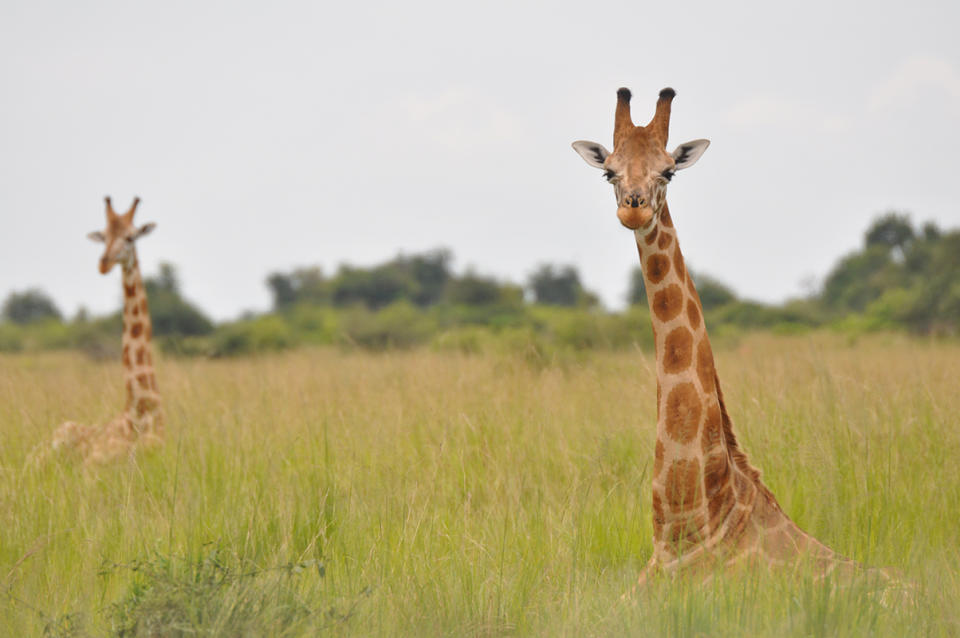 A Nubian giraffe in Murchison Falls National Park, Uganda.