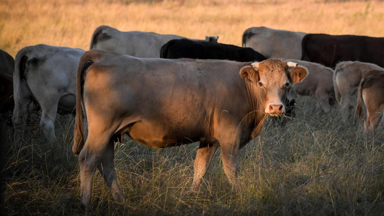 Tous les ans, 60.000 vaches seraient touchées par des maladies liées à la pollution des champs. - Loïc Venance - AFP