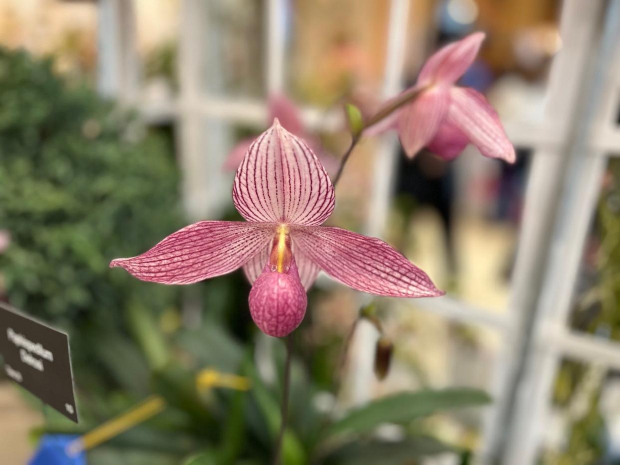 This Paphiopedilum Delrosi, a first-place winning orchid grown by Western North Carolina Orchid Society President Graham Ramsey, was one of hundreds of orchids on display April 14, 2024, at the 23rd annual Asheville Orchid Festival at the North Carolina Arboretum.