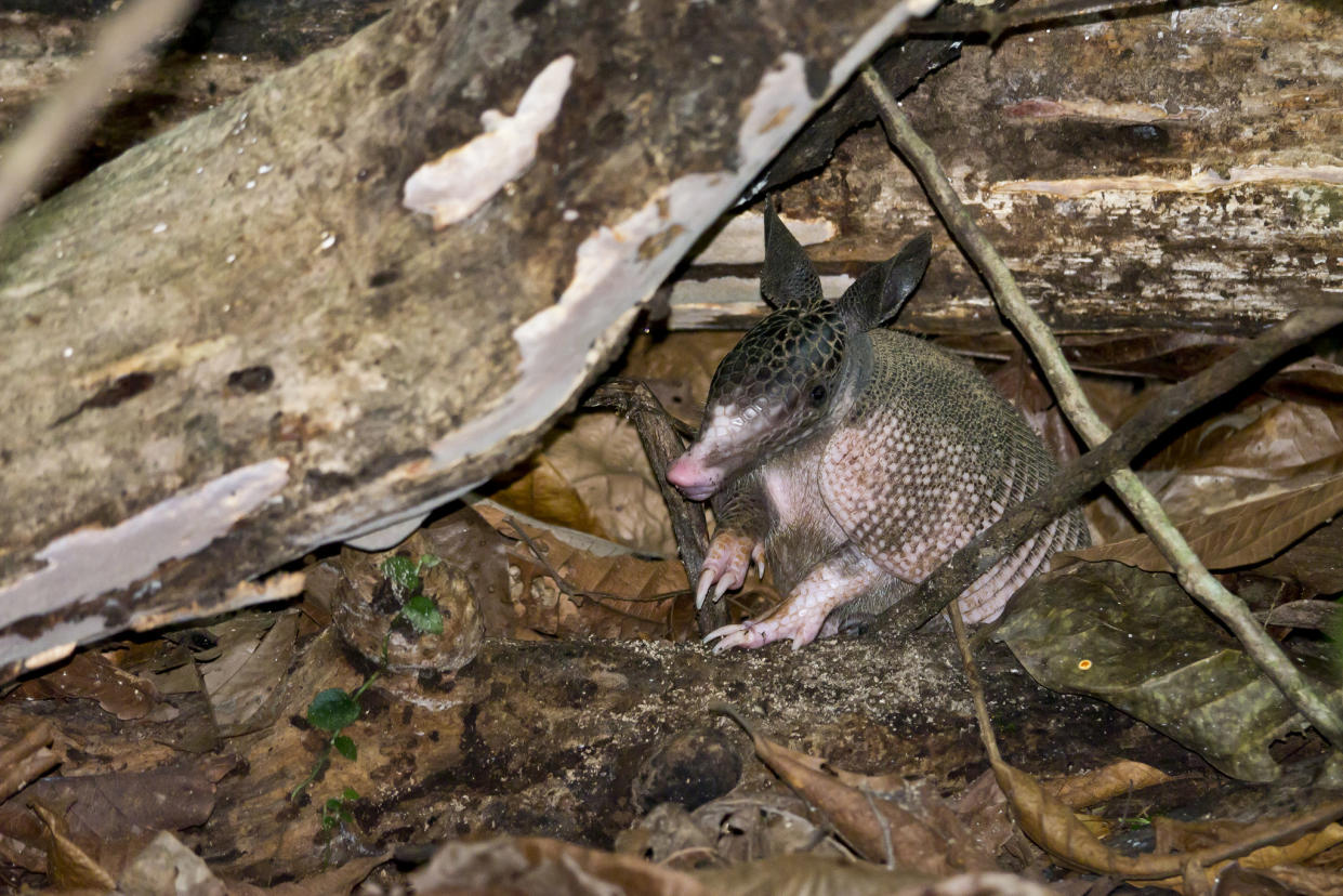 Imagen del armadillo de nueve bandas. Crédito: Ian.Kate.Bruce’s Wildlife