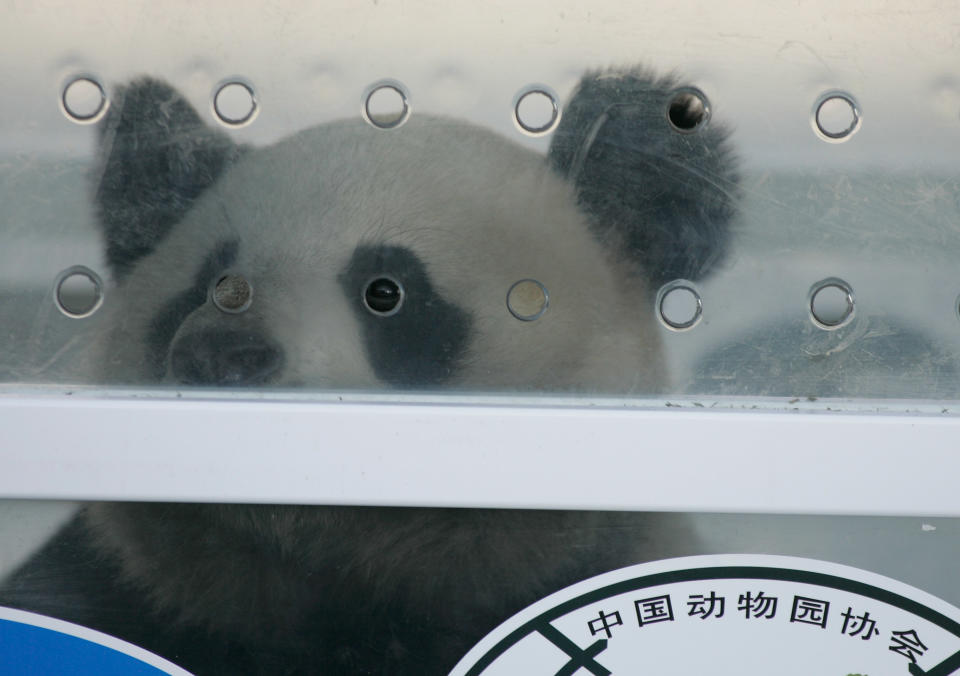 Chinese Pandas Huan Huan and Yuan Zi Arrive In Roissy Charles de Gaulle Airport