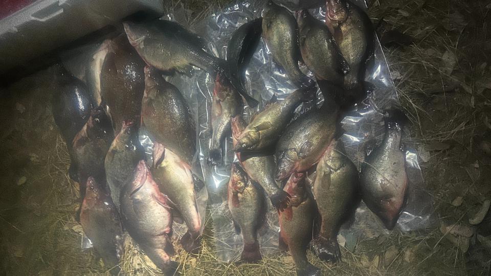 A pile of golden perch that were seized by the VFA.