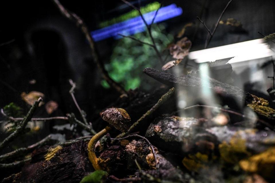 En las cámaras de cultivo del zoo, los expertos crean a diario nuevos especímenes, a partir de la misma muestra, para poder presentar el mayor número posible al público. (Foto: AFP).