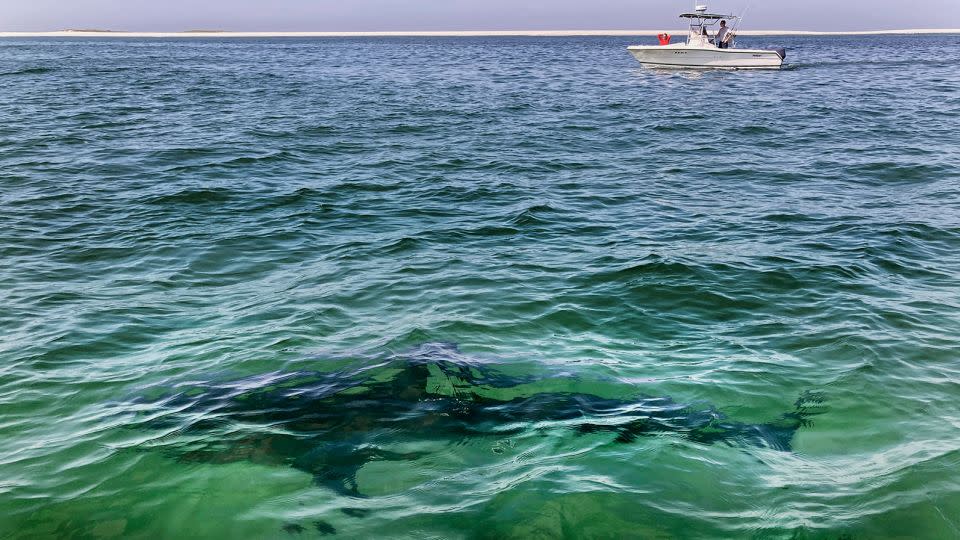 A white shark swims across a sand bar off the coast of Cape Cod, Massachusetts, in August 2021.  - Charles Krupa/AP