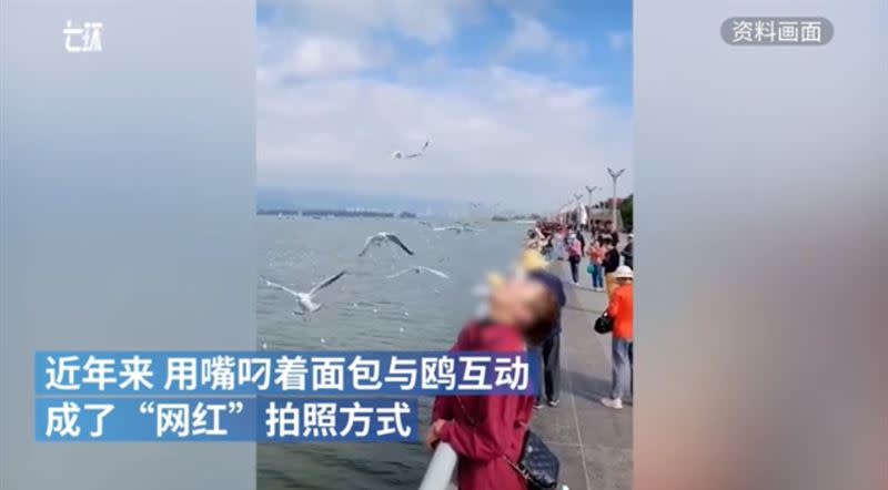 近來中國有不少網美去看海鷗時，都會用嘴咬麵包等海鷗來搶食。（圖／翻攝自澎湃新聞）