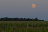 <p>A lunar eclipse occurs when the Earth's shadow blocks the sun's light and reflects off the moon, causing it to appear red — hence the name "blood moon." </p> <p>Pictured: The moon rising over a vineyard in Montlouis-sur-Loire in central France on May 15. </p>