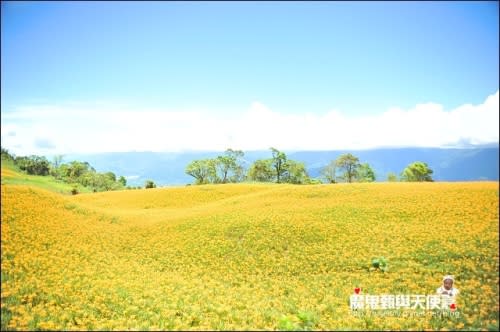 《2014花東金針花季》花蓮富里六十石山、台灣小瑞士觀景台、玉里赤科山金針花海、汪家古厝曬金針、金針花合菜、會走路的郵局(2014/08/28花況)