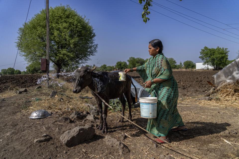 Shobha Londhe, widow of farmer Tatya, who killed himself, pours water on her cow to cool the animal on a hot summer's day outside her house, in Talegaon village, Beed district, India, Friday, May 3, 2024. Londhe is one of India's 120 million farmers who share fast-shrinking water resources as groundwater is pumped out faster than rain can replenish it. “He was struggling because we were always in debt,” she said. (AP Photo/Rafiq Maqbool)