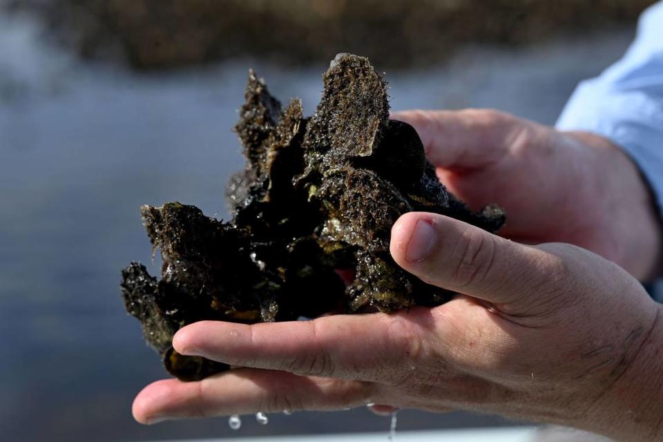 Damon Moore, founder and executive director of the Oyster River Ecology nonprofit, is working with Manatee County Government officials to restore shellfish and improve water quality in the Manatee River.