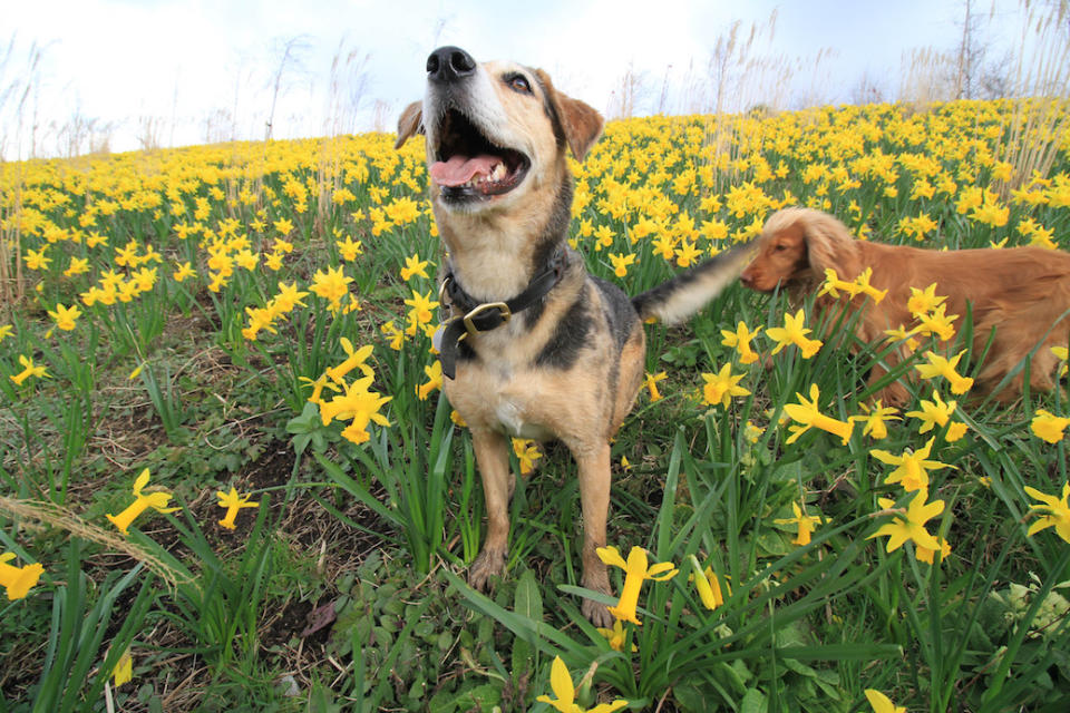 Dog owners are opposing the council’s plan (Picture; PA)