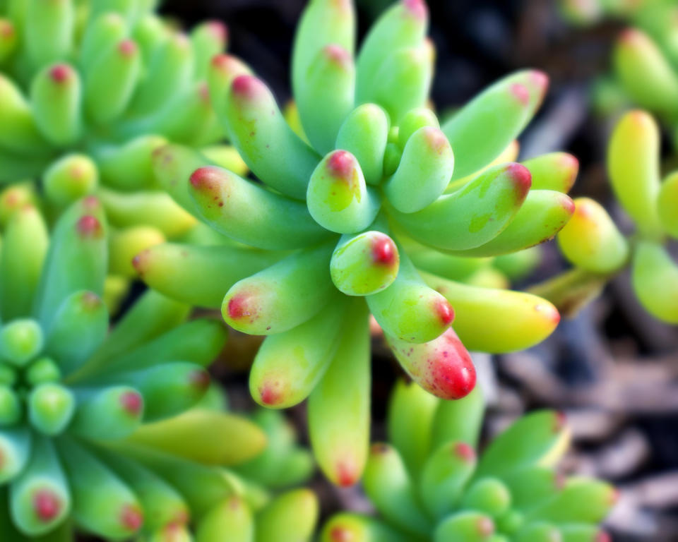 10. Sedum