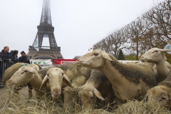 Sheep flock to Eiffel tower as farmers protest over wolf attacks