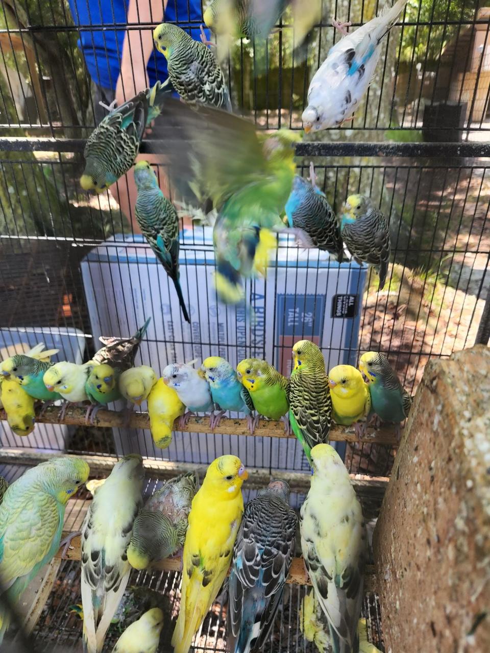 These parakeets were removed from a Fort Walton Beach home recently after animal control officers rescued more than 160 birds that were left without care when their owner passed away.