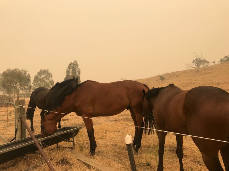 Horses are seen amid haze in Jindabyne, a township affected by the Dunns Road bushfire, in New South Wales, Australia