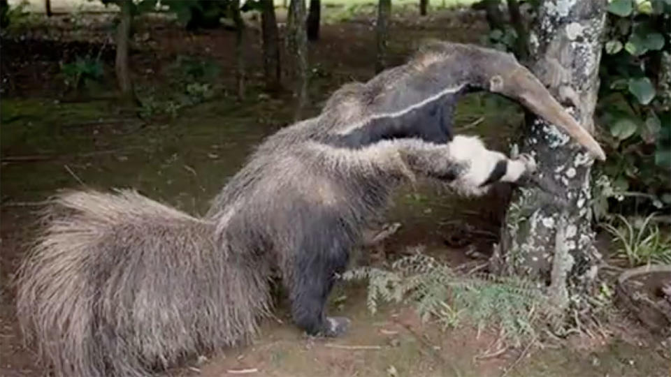 A photograph has been disqualified from the Wildlife Photographer of the Year competition because it was determined the animal was stuffed. Source: 7 News