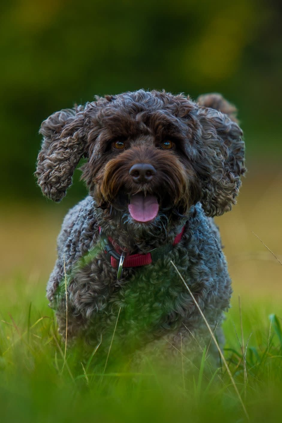 Cockapoo