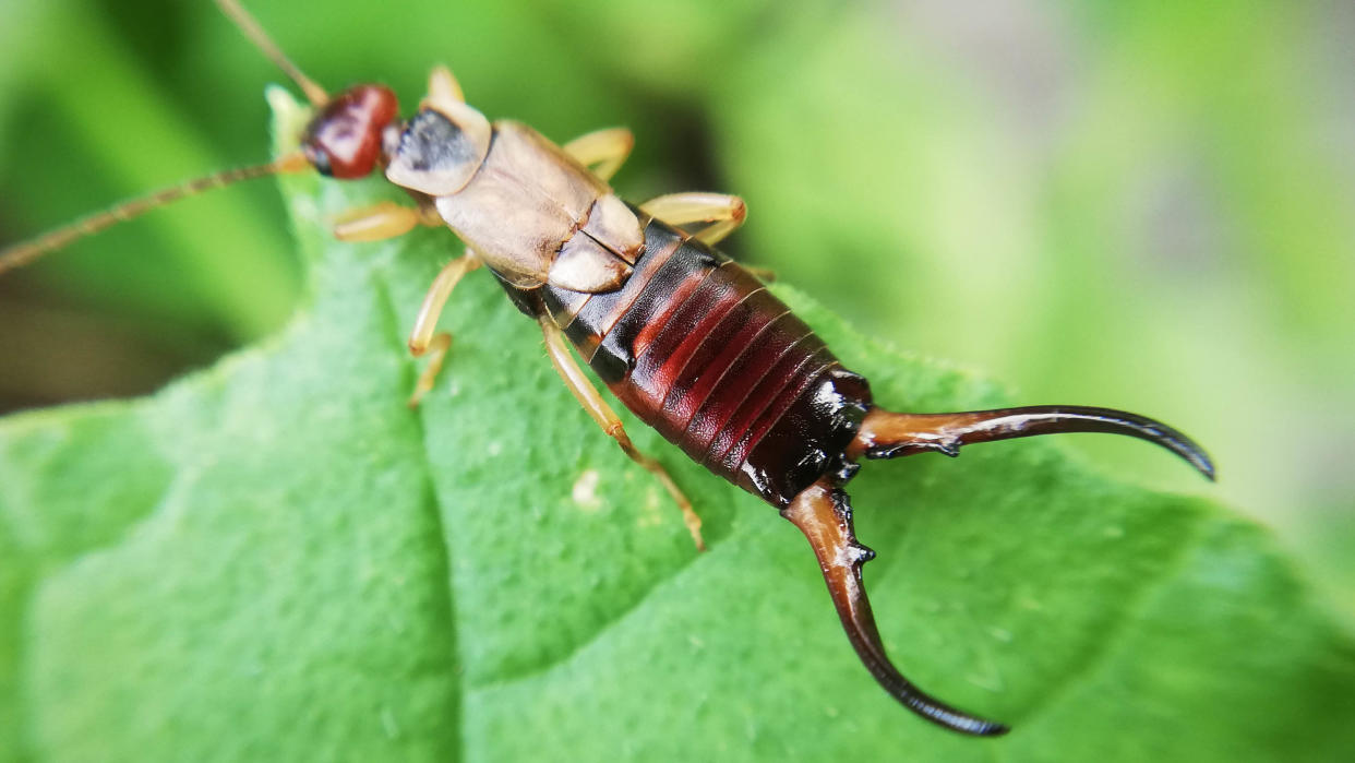  Earwig on a leaf 